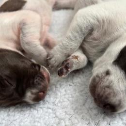 German Shorthaired Pointer puppies from Endersgame GSPs