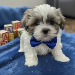 Toby - Silver and white male Shih Tzu puppy in Port Orchard, Washington from Buttons N Bows