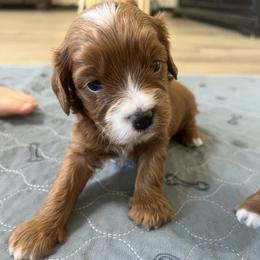 Goose - Red male Cavapoo puppy in Glendale, Arizona from Dashing Dogs
