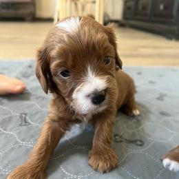 Goose - Red male Cavapoo puppy in Glendale, Arizona from Dashing Dogs