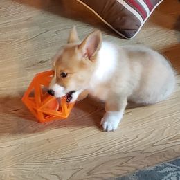 Pembroke Welsh Corgi Puppies from Michelle's House of Corgi's