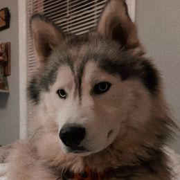 Siberian Huskies from Blue Ridge Siberians
