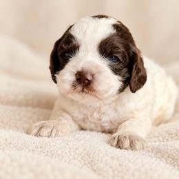 Matcha - Brown white and tan female Cockapoo puppy in Santa Barbara, California from K+C Doodles