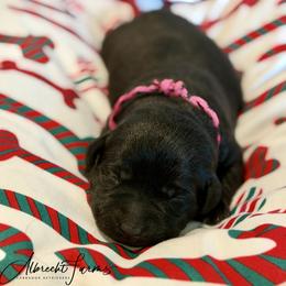 Pink Girl - Black female Labrador Retriever puppy in Colorado from Albrecht Farms Labrador Retrievers