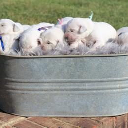 Golden Retrievers from Majestic Mountain Goldens