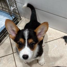 Cocoa - Black and tan female American Corgi puppy in Register, Florida from Southern Georgia Corgi Loafs