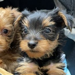 Yorkipoos and Yorkshire Terriers from Kei's Yorkie Paws