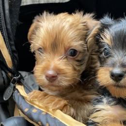 Yorkipoos and Yorkshire Terriers from Kei's Yorkie Paws