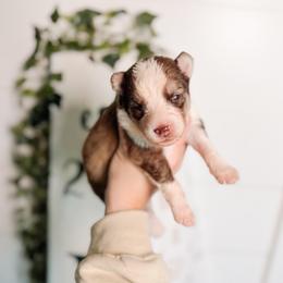 Sparrow - Chocolate male Pomsky puppy in Cleveland, Ohio from Lake Point Pomskies