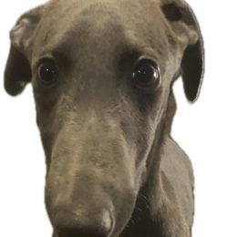 Cobalt - Blue male Greyhound puppy in Florida from Running to Stand Still (RTSS)