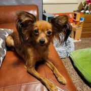 Pepper - Russian Toy