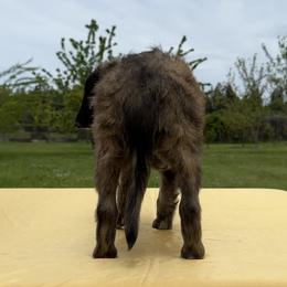 Silken Windhound Puppies from Luminous Silken Windhounds