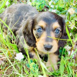 Rylee - Black and tan female Dachshund puppy in Mc Donough, Georgia from Hot Diggity Doxies