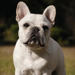 French Bulldogs from Hannah Russo