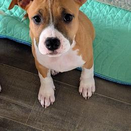 Sabine - Red female American Staffordshire Terrier puppy in Weston, Ohio from Natasha's AmStaffs
