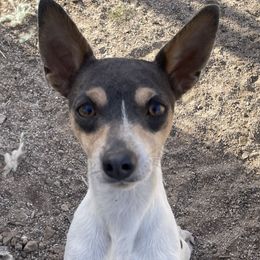 Sky - Rat Terrier