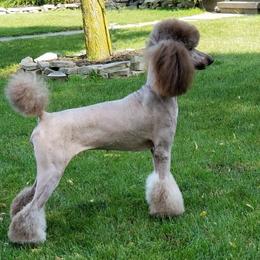 Godiva - Poodle