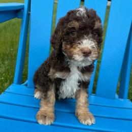 Nigel - Tri-color male Bernedoodle puppy in Battle Creek, Michigan from T-Rose’s Bernedoodle & Pomsky Puppies