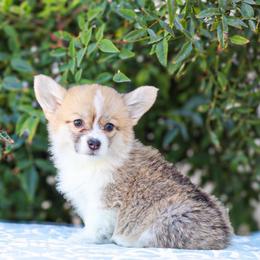 TinkerBell - Red female Pembroke Welsh Corgi puppy in Caliente, California from Rafter Cross 7