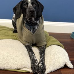 Whiskey - German Shorthaired Pointer puppy from Onyx Retrievers