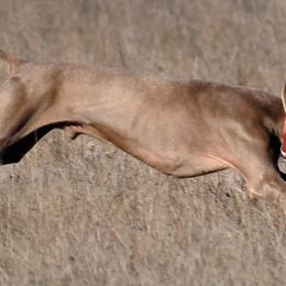 Weimaraners from Hanson Weimaraners