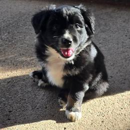 Katniss - Black tri female Miniature American Shepherd puppy in Vancouver, Washington from BonDrew's Miniature American Shepherds