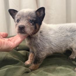 Taz - Blue speckled male Australian Cattle Dog puppy in Rosharon, Texas from 4Surge Cattle Dogs
