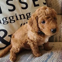 Goldendoodle Puppies from Dancing Mini Doodles