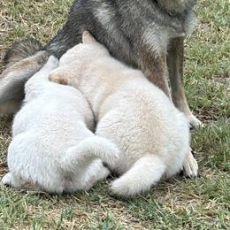 Shiba Inu from Christy's Shiba Inus