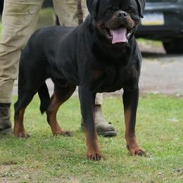 Nanuk Dark Force - Black and mahogany male Rottweiler puppy in Denver, Colorado from Denver Rottweilers