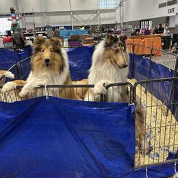 Elon - Collie