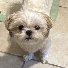 Collin - Shih Tzu