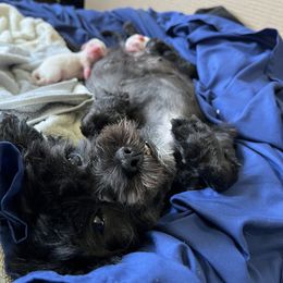 Shorkie Puppies from Lee's Pups