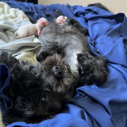 Shorkie Puppies from Lee's Pups