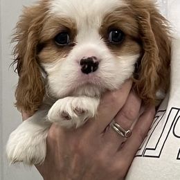 Fred Astaire - Blenheim male Cavalier King Charles Spaniel puppy in Lynchburg, Virginia from Kilmaren Cavaliers and Born in the USA Biewer Terriers