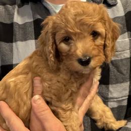 Juniper - Apricot female Goldendoodle puppy in Beaverton, Oregon from Mini Goldendoodles