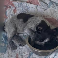 American Bully, German Shorthaired Pointer, and German Wirehaired Pointer All Grown Up from Shoreline Pointers