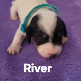 River - Piebald male Dachshund puppy in Onalaska, Texas from Weenies on the Lake