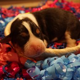 Yellow boy - Tri-colored male Treeing Walker Coonhound puppy in Lovelady, Texas from 3 Color Kennel