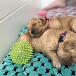 Dachshund and Golden Retriever Puppies from Wyo Dachshunds & Goldens