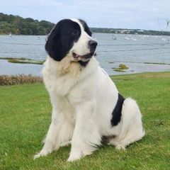 Clouds - Landseer (European Continental Type)