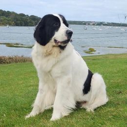 Clouds - Landseer (European Continental Type)