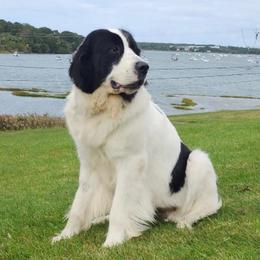 Clouds - Landseer (European Continental Type)