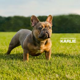 Karlie - French Bulldog