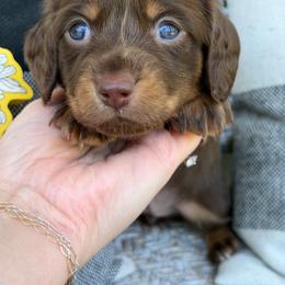 Liberty - Chocolate and tan female Dachshund puppy in Paw Paw, Michigan from Mulberry Meadow Farms