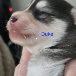 Duke - Black and white male Pomsky puppy in Coatesville, Pennsylvania from Peaceful Pomskys