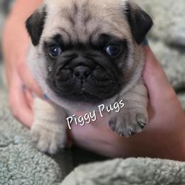 Rose - Fawn female Pug puppy in Olin, North Carolina from Piggy Pugs