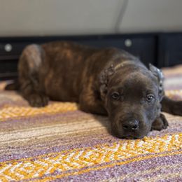 Penelope-Green Collar - Gray brindle female Cane Corso puppy in Compton, California from Urban League Cane Corso