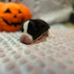 Barnabas Collins - Black and white male Cardigan Welsh Corgi puppy in Clio, Michigan from Old Oak Cardigans