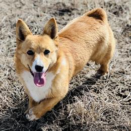 Jenna - Pembroke Welsh Corgi
